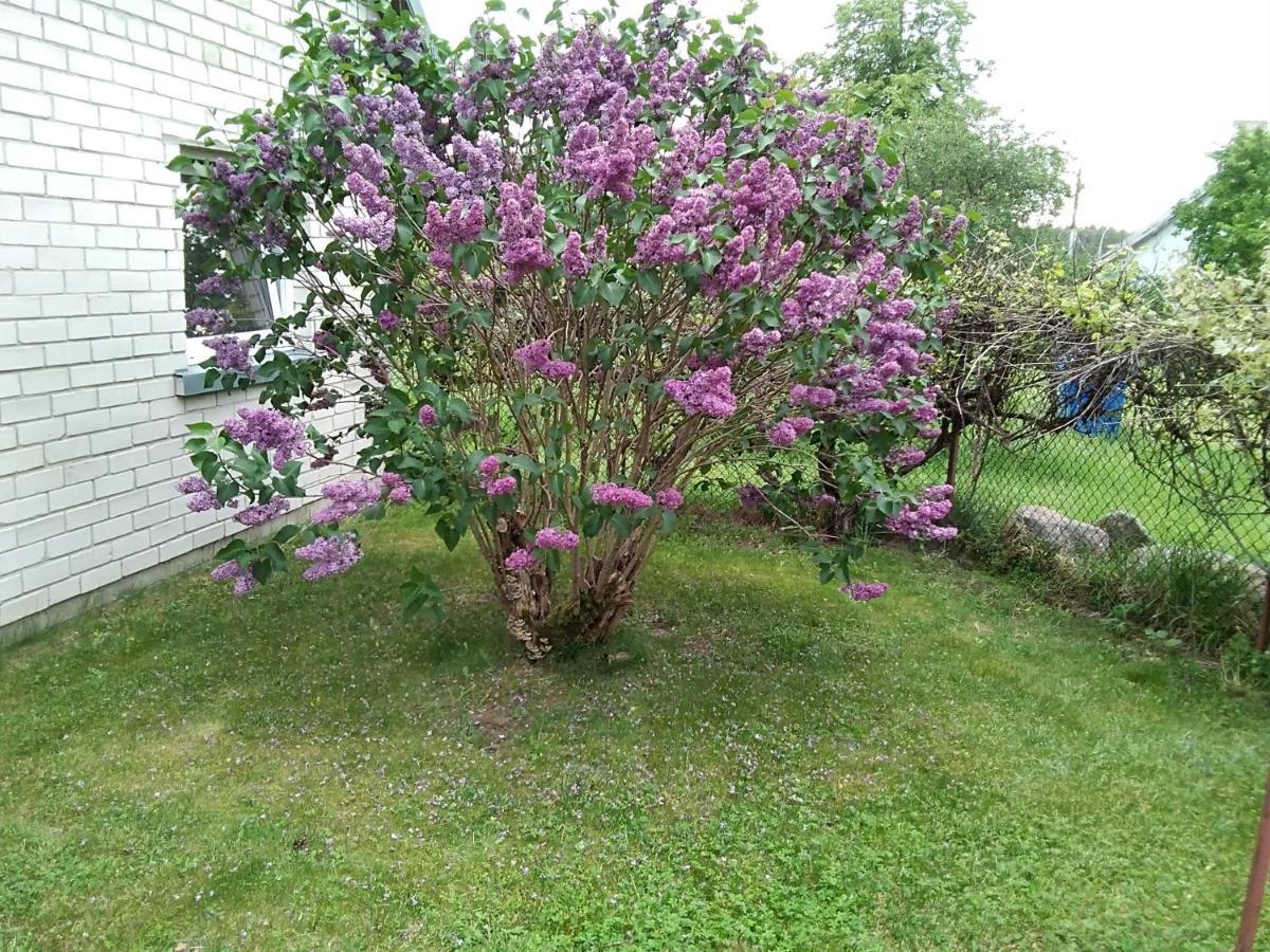 Merkines Viensodis المظهر الخارجي الصورة
